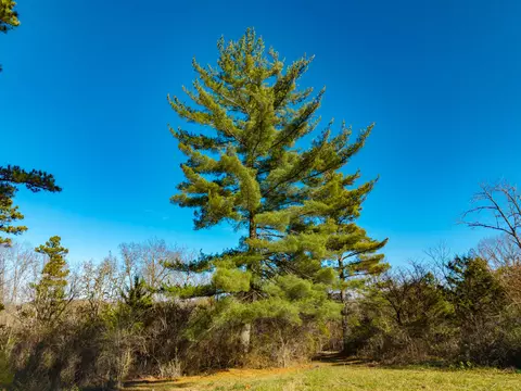 lot E Malberg Rd, Cabool, MO 65689 photo 11
