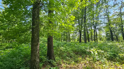 65 Gunslinger Dr, Brixey, MO 65618 photo 6