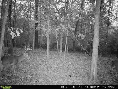 85- Ac Burmingham Rd, Forsyth, MO 65653
