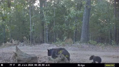 000 County Road 630, Gainesville, MO 65655