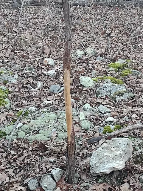 000 Moonshine Pass, Salem, MO 65560