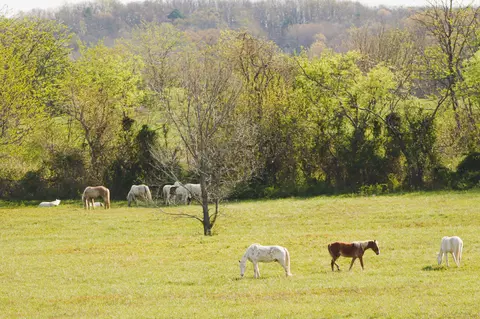 Other - 2190 St Highway 181, Dora, MO 65637 photo 13 of 28