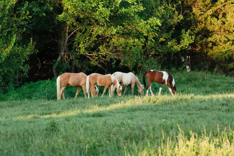 Other - 2190 St Highway 181, Dora, MO 65637 photo 23 of 28