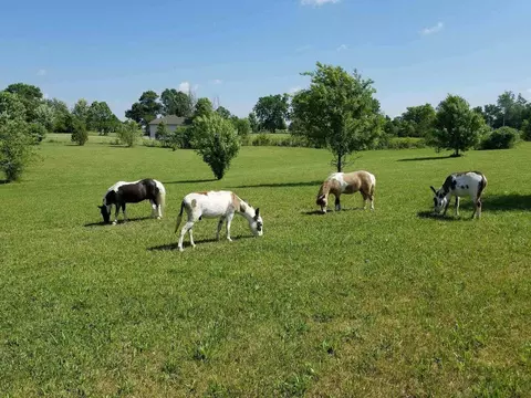 634 Trout Rd, Ozark, MO 65721 photo 30