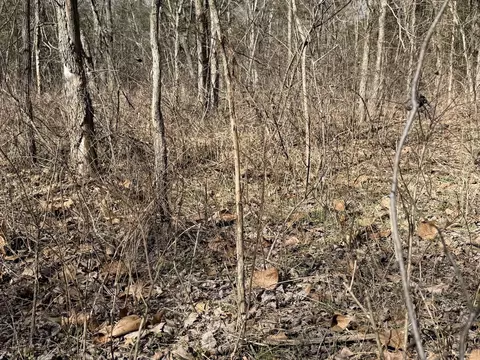 Rt 1 County Rd 14-531, Ava, MO 65608 photo 20