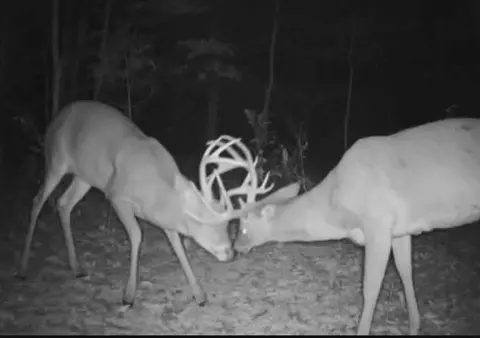 Other - 6576 County Road 529, Ava, MO 65608 photo 20 of 34