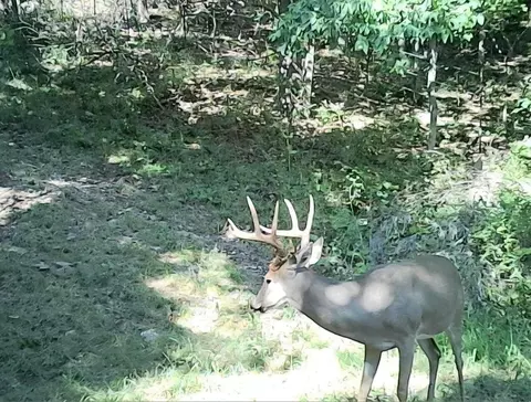 Other - 6576 County Road 529, Ava, MO 65608 photo 31 of 34