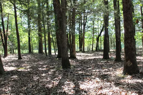 000 Lakeview Dr #LOT 38, Protem, MO 65733 photo 19