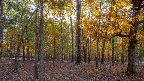 000 Lakeview Dr #LOT 38, Protem, MO 65733 photo 59
