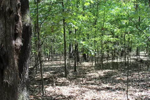 000 Lakeview Dr #LOT 38, Protem, MO 65733 photo 16