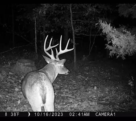 1170 County Road 255, Thayer, MO 65791 photo 55