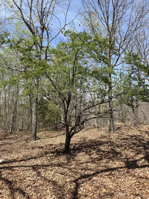 Other - 2731 County Road 250, Thayer, MO 65791 photo 43 of 46