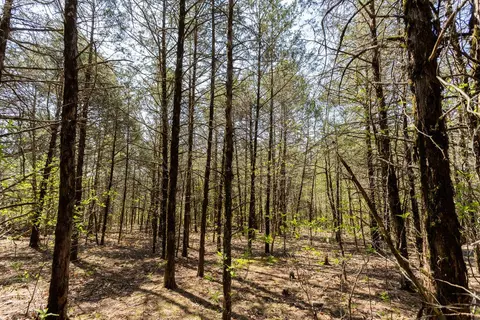 000 Protem Cedar Creek Rd, Protem, MO 65733 photo 2
