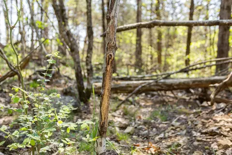 000 Protem Cedar Creek Rd, Protem, MO 65733 photo 15