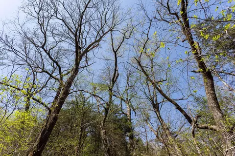 000 Protem Cedar Creek Rd, Protem, MO 65733 photo 11