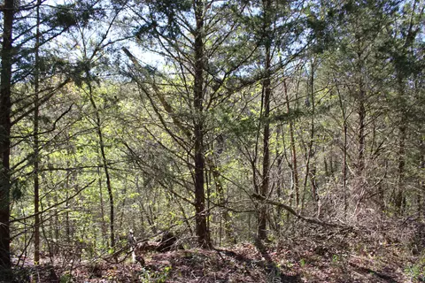 lot Apt 25 Gumbo Woods, Shell Knob, MO 65747
