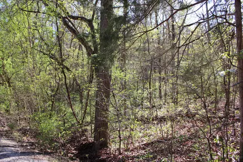 lot Apt 308 Elm Ln, Shell Knob, MO 65747 photo 3