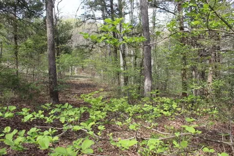 000 County Road 831, Gainesville, MO 65655 photo 36