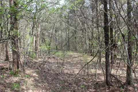 000 County Road 831, Gainesville, MO 65655 photo 37