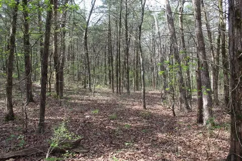 000 County Road 831, Gainesville, MO 65655 photo 21