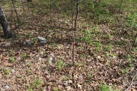 000 County Road 831, Gainesville, MO 65655 photo 8