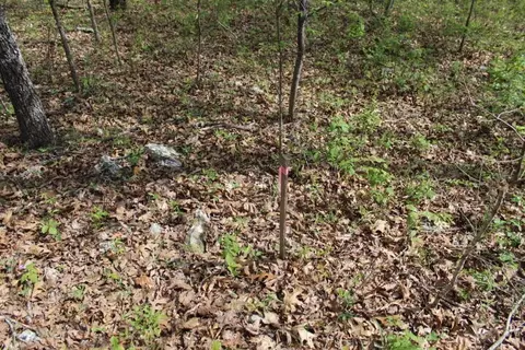 000 County Road 831, Gainesville, MO 65655 photo 9