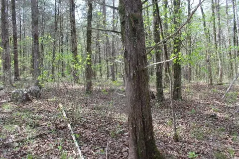 000 County Road 831, Gainesville, MO 65655 photo 25
