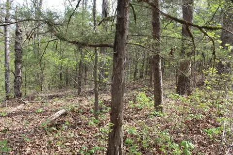 000 County Road 831, Gainesville, MO 65655 photo 34