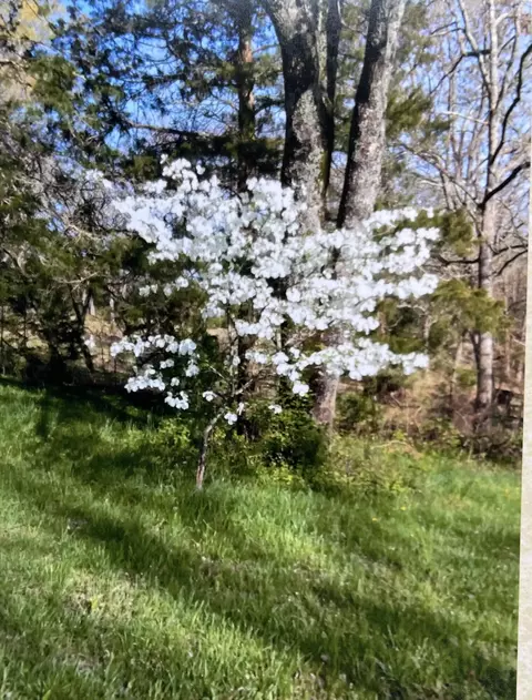 2811 County Road 14-253, Drury, MO 65638 photo 79