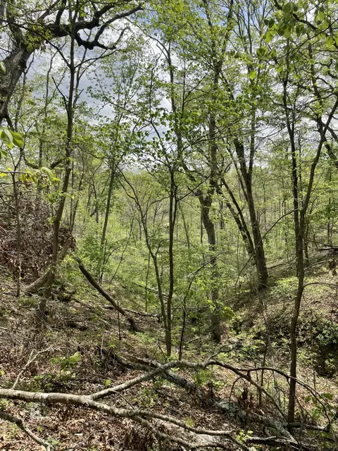000 State Hwy N Tract G, Ava, MO 65608 photo 10