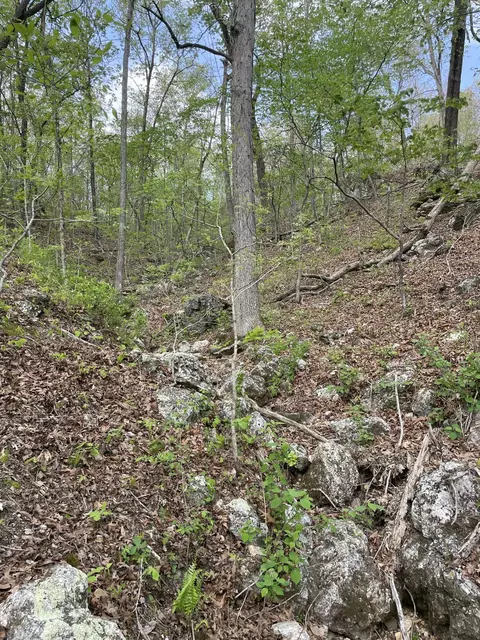 000 State Hwy N Tract G, Ava, MO 65608 photo 22