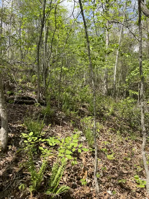 000 State Hwy N Tract G, Ava, MO 65608 photo 15