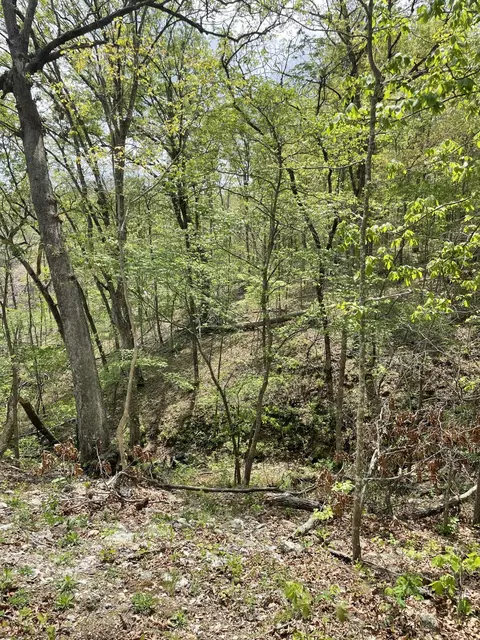 000 State Hwy N Tract G, Ava, MO 65608 photo 9