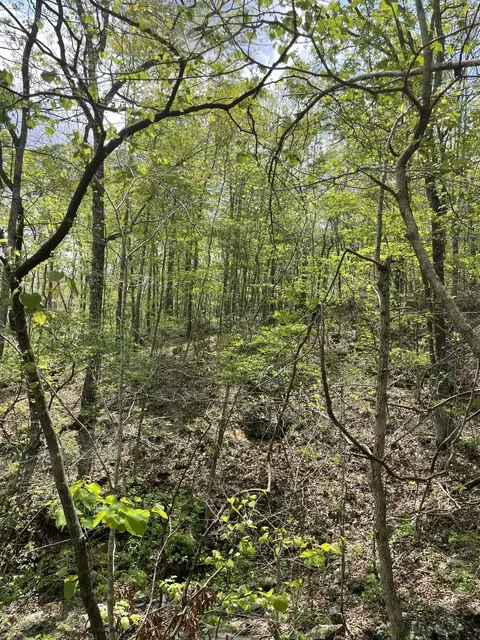 000 State Hwy N Tract G, Ava, MO 65608 photo 11