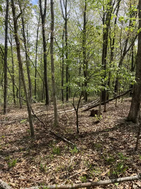 000 State Hwy N Tract G, Ava, MO 65608 photo 17