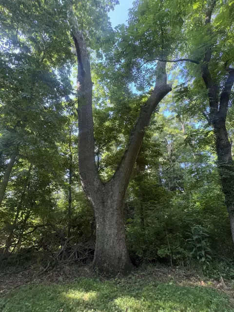Other - 2012 N 7th Ave, Ozark, MO 65721 photo 8 of 8