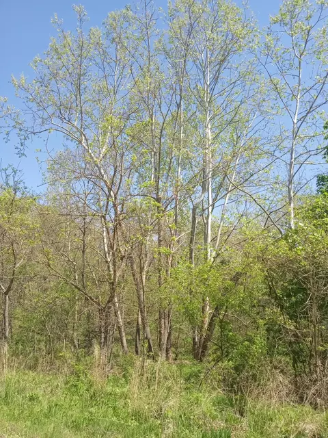000 Timber Cir, Tunas, MO 65764 photo 6