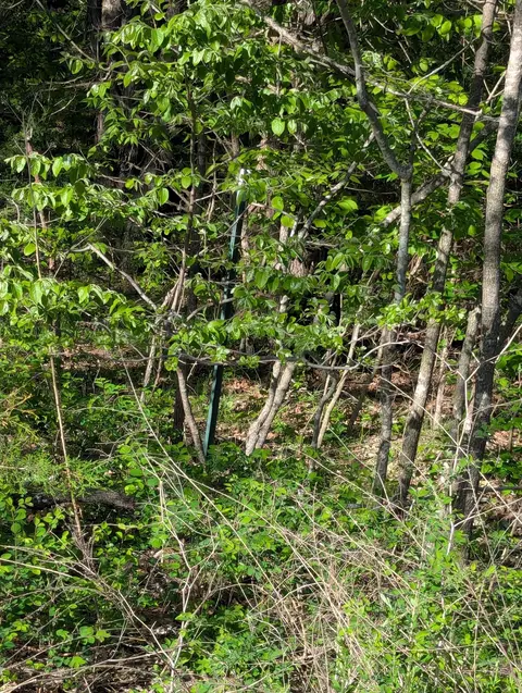 000 1900 Rd, Stockton, MO 65785