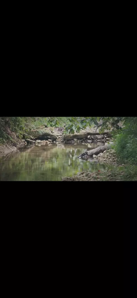 0000 Cedar Gap Central Ln, Mansfield, MO 65704 photo 3