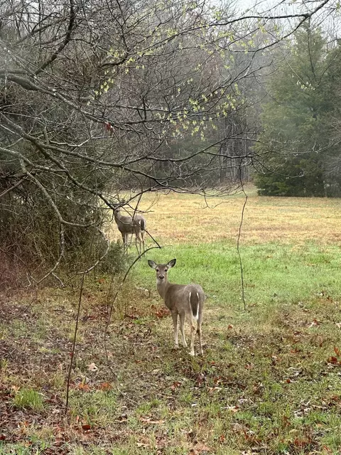 Other - 23188 Farm Road 1245, Shell Knob, MO 65747 photo 7 of 8