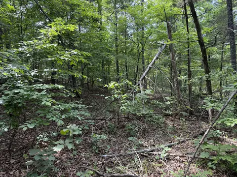 000 Moore Bend Rd, Cedarcreek, MO 65627 photo 13