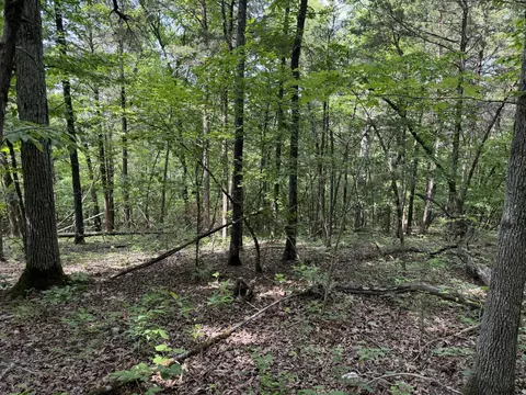 000 Moore Bend Rd, Cedarcreek, MO 65627 photo 14