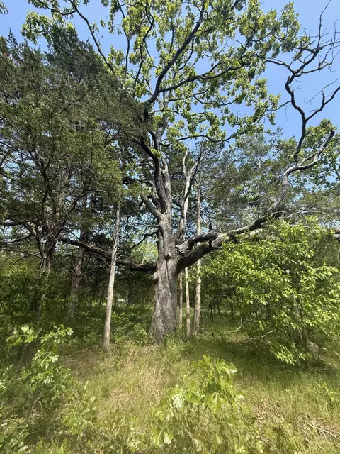 000 Bailey Rd, Licking, MO 65542 photo 31