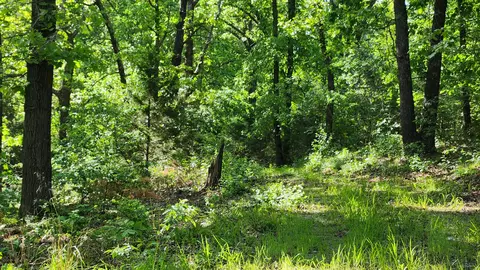 542 State Highway U, Clever, MO 65631 photo 8