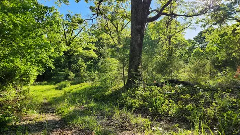 542 State Highway U, Clever, MO 65631