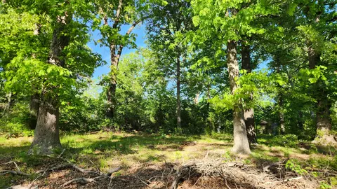 542 State Highway U, Clever, MO 65631 photo 5