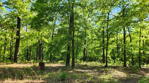 542 State Highway U, Clever, MO 65631 photo 4