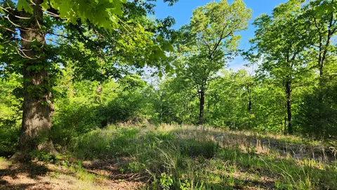 542 State Highway U, Clever, MO 65631 photo 9