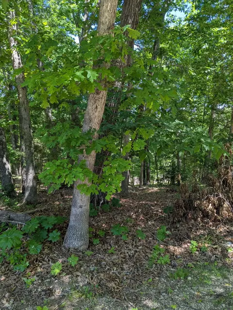 000 Fine Dr, Galena, MO 65656 photo 3