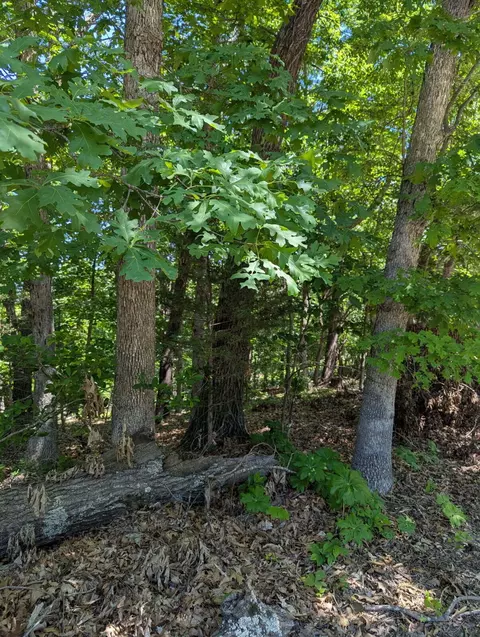 000 Fine Dr, Galena, MO 65656 photo 6